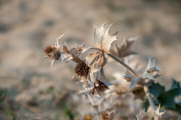 Chardon à la fin de l'été