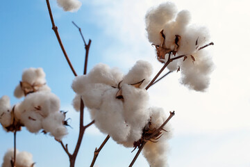 Close up of cotton on sky background