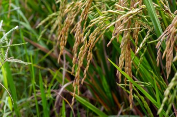 Rice plant on the field, selected focus, natural background