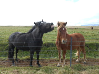 アイスランドの馬