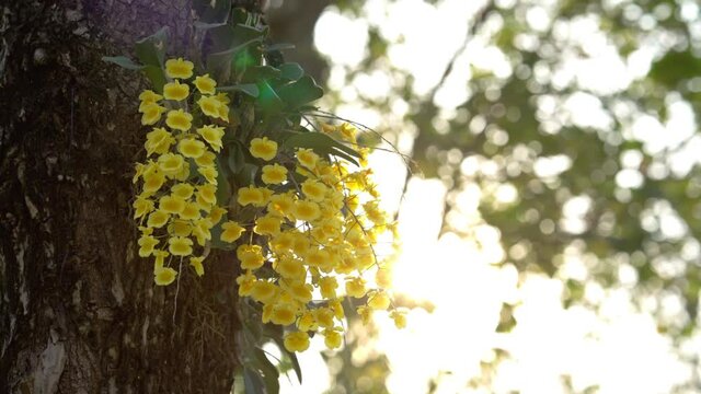 Blossom yellow Dendrobium lindleyi against the sun.