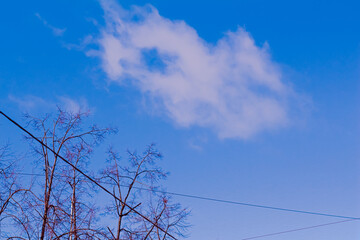 branches against sky