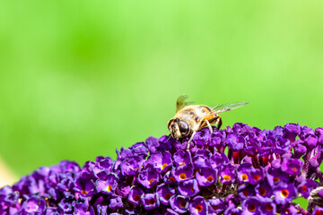 honey bee collecting pollen on a purple buddleja flower in blur background. High quality photo