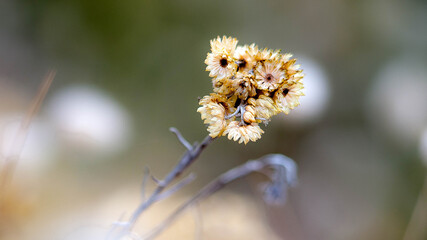 Petite fleur dans les dunes d l'île d'Oléron