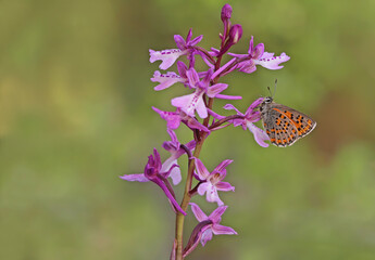 Akbes Weasel butterfly - Tomares nesimachus