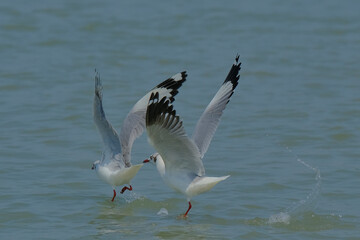 Brown-headed gull