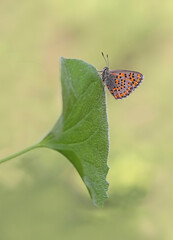 Akbes Weasel butterfly - Tomares nesimachus