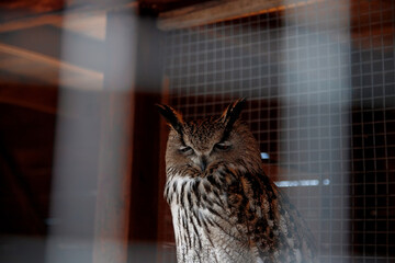 Eagle-owl at his aviary in the zoo.
