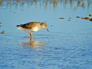 Common Redshank at Rye Harbour
