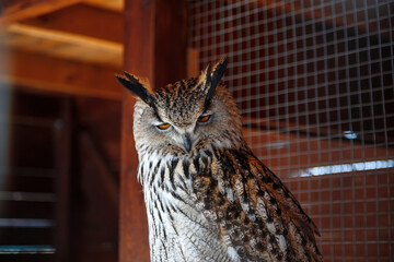 Poor Owl in Captivity. Bird in the Cage.
