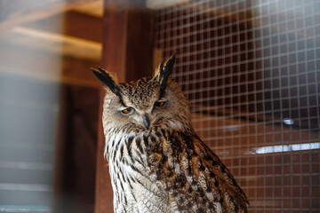 Eagle-owl at his aviary in the zoo.