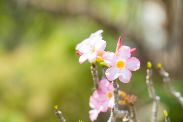 Obraz premium Beautiful light pink desert rose flower (Also called Impala Lily, Mock Azalea, Pink adenium) with on bokeh blurred background in the garden. copy space for text.