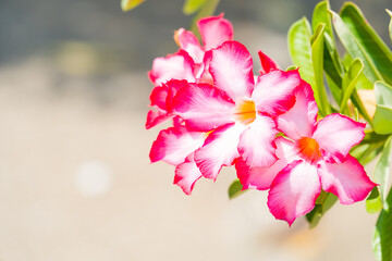 Close up of Beautiful Desert Rose Tropical flower (Also called Impala Lily, Mock Azalea, Pink adenium) with green leaf on bokeh blurred background in the garden. copy space for text.