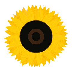 Sunflower illustration. Summer flower isolated vector. Nature element. Botanical decorative. Rustic style.