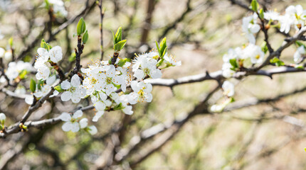 Blossoming tree branches, white flowers of cherry tree, spring blossom in sunny morning closeup