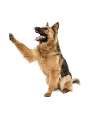 Cute Shepherd dog posing isolated over white background