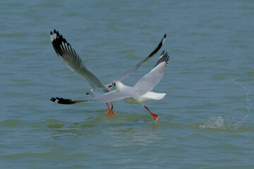 Brown-headed gull