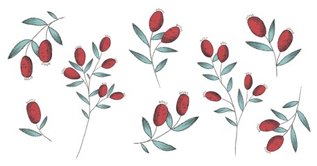 red Rosehips with flowers and berries set, Isolated rosehip illustration element, Black and white Graphic drawing, engraving style. hand drawn illustration on white background	