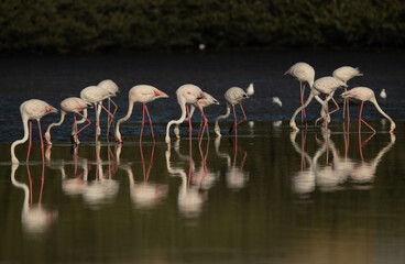 Greater Flamingos feeding at Tubli bay in the morning, Bahrain