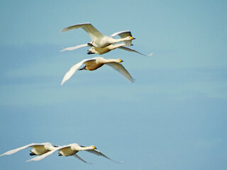Flying Whooper Swans
