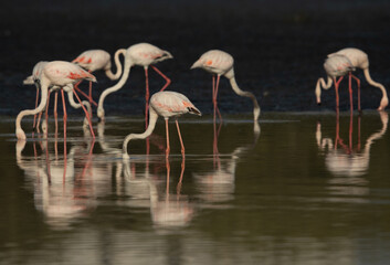 Greater Flamingos feeding in the morning at Tubli bay with dramatic reflection on water, Bahrain