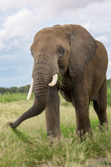 Fototapeta na wymiar African elephant (Loxodonta africana) bull eating grass close by, Amboseli national park, Kenya.
