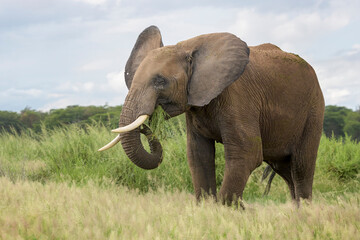 Naklejka na ściany i meble African elephant (Loxodonta africana) eating grass on savanna, Amboseli national park, Kenya.