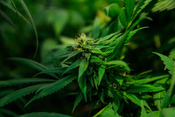 Medicinal Cannabis - Plantation