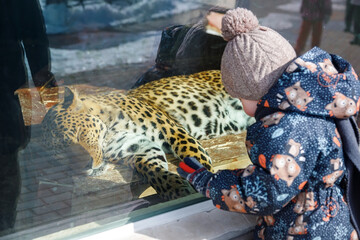 A little boy in the zoo, in winter, at the leopard enclosure.