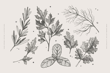 Hand-drawn set of herbs for cooking. Dill, parsley, mint, cilantro, rosemary on a light isolated background. Organic food concept. Vector illustration.
