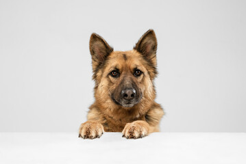 Cute Shepherd dog posing isolated over white background