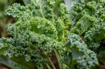 Kale, organic vegetable, good for health in the plot.