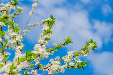 Blooming white flowers on plum branches