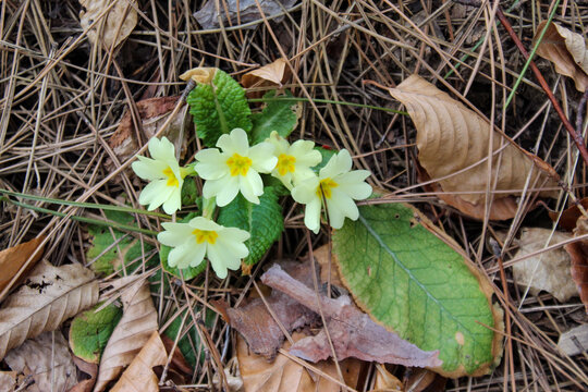 Primrose. Primula vulgaris, the common primrose or English primrose. Early yellow flowers in spring. A bunch of common primroses in the forest. Thrum flowers.