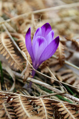 Spring crocus among dry grass and dry ferns in spring. Spring crocus flower. Crocuses or croci. Flower.