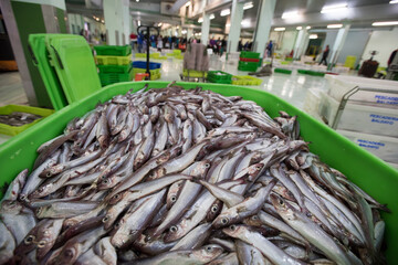 fresh fish from galician fish market