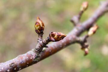 Awakening of the bud in the spring. The flower bud opens.