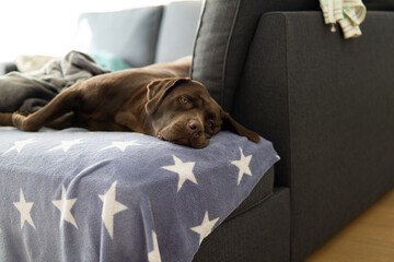 dog sleeping on the couch
