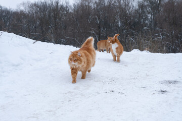 red stray cats