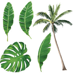 Palm tree, tropical plants, foliage, botany, beach vegetation Isolated watercolor drawings