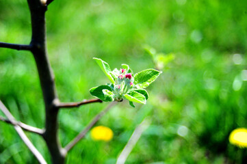 grass with dew drops