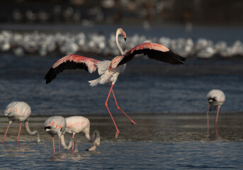 Greater Flamingo landing at Tubli bay in the morning, Bahrain