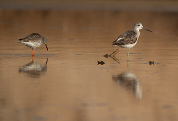 Common Redshank and a greenshank feeding at Hamala, Bahrain