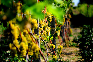 grape vines in autumn