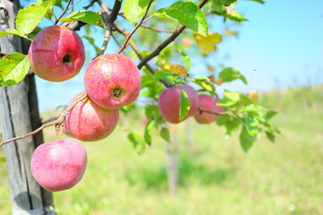 apples on a tree