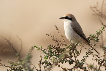 Red-tailed Shrike perched on bush at Hamala, Bahrain