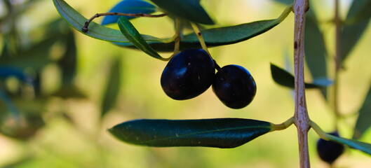 two olives on a branch with a leafs