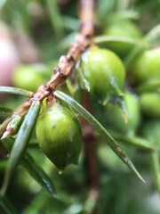Close-Up Of Juniper Berries Growing On Tree. Juniper branch with green berries growing outside. Soft focus