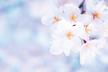 【春】ソメイヨシノの桜の花
