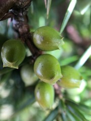 Close-Up Of Juniper Berries Growing On Tree. Juniper branch with green berries growing outside. Soft focus